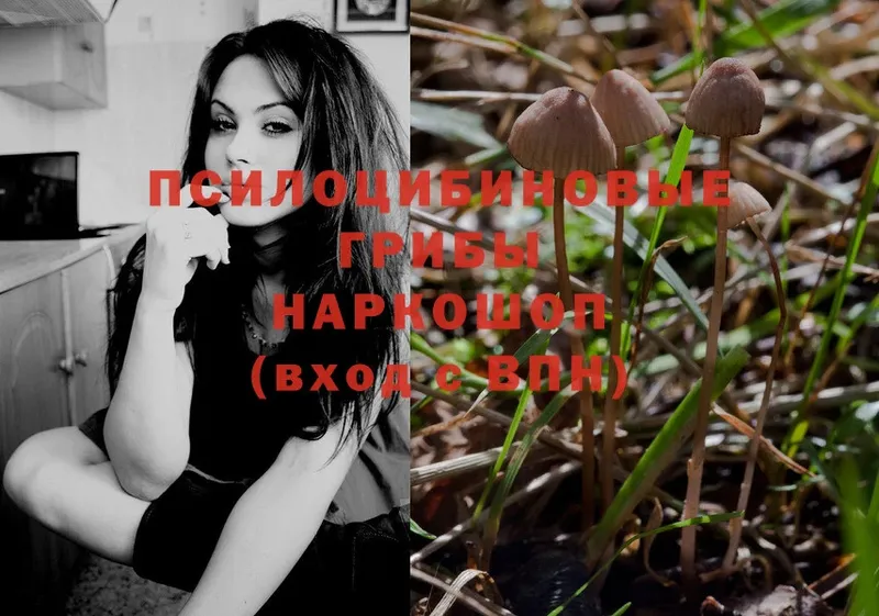 Псилоцибиновые грибы Psilocybe  дарнет шоп  Костерёво 